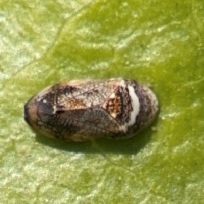 Neovulturnus (genus) (A leafhopper) at Byron Bay, NSW - 1 Aug 2024 by Hejor1