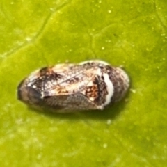 Neovulturnus (genus) at Byron Bay, NSW - 1 Aug 2024 01:03 PM