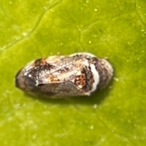 Neovulturnus (genus) at Byron Bay, NSW - 1 Aug 2024 01:03 PM