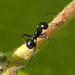 Polyrhachis sp. (genus) (A spiny ant) at Byron Bay, NSW - 1 Aug 2024 by Hejor1