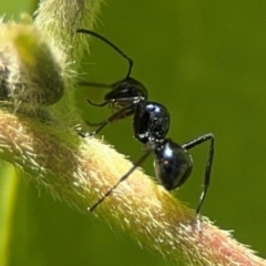 Polyrhachis sp. (genus) at Byron Bay, NSW - 1 Aug 2024 01:03 PM