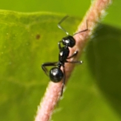 Polyrhachis sp. (genus) at Byron Bay, NSW - 1 Aug 2024 01:03 PM