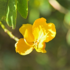 Senna pendula var. glabrata at Byron Bay, NSW - 1 Aug 2024 by Hejor1