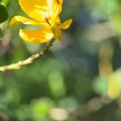 Senna (genus) at Byron Bay, NSW - 1 Aug 2024 01:00 PM