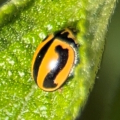 Micraspis frenata (Striped Ladybird) at Byron Bay, NSW - 1 Aug 2024 by Hejor1