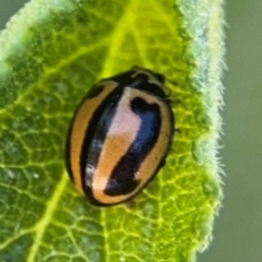 Micraspis frenata at Byron Bay, NSW - 1 Aug 2024 12:58 PM