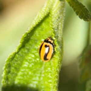 Micraspis frenata at Byron Bay, NSW - 1 Aug 2024