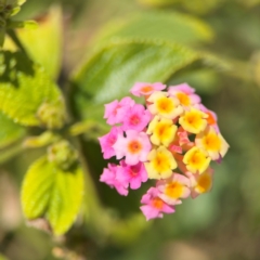 Lantana camara at Byron Bay, NSW - 1 Aug 2024 by Hejor1