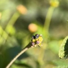 Lantana camara at Byron Bay, NSW - 1 Aug 2024 12:57 PM