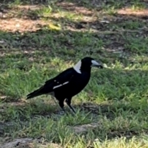 Gymnorhina tibicen at Byron Bay, NSW - 1 Aug 2024