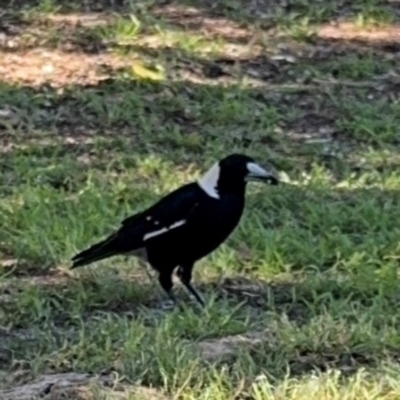 Gymnorhina tibicen (Australian Magpie) at Byron Bay, NSW - 1 Aug 2024 by Hejor1