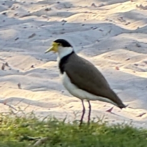 Vanellus miles at Byron Bay, NSW - 1 Aug 2024 12:46 PM