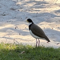 Vanellus miles at Byron Bay, NSW - 1 Aug 2024 12:46 PM