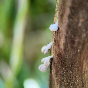 Schizophyllum commune at Byron Bay, NSW - 1 Aug 2024 12:47 PM