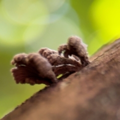 Schizophyllum commune at Byron Bay, NSW - 1 Aug 2024