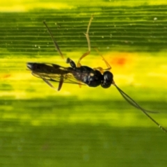 Ichneumonidae (family) at Byron Bay, NSW - 1 Aug 2024 by Hejor1