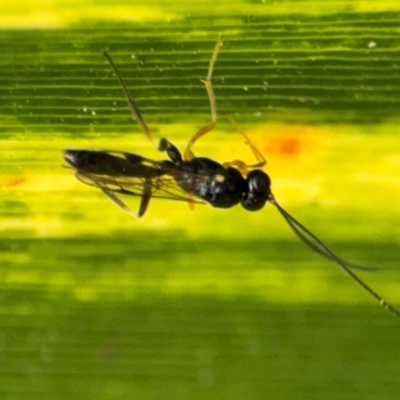 Ichneumonidae (family) at Byron Bay, NSW - 1 Aug 2024 by Hejor1