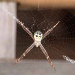 Argiope sp. (genus) at Byron Bay, NSW - 1 Aug 2024 by Hejor1