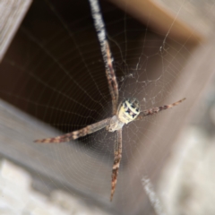 Argiope (genus) at Byron Bay, NSW - 1 Aug 2024 11:40 AM