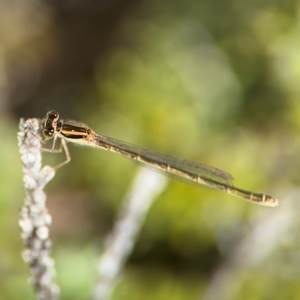 Ischnura aurora at Byron Bay, NSW - 1 Aug 2024