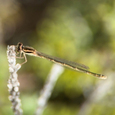 Ischnura aurora (Aurora Bluetail) at Byron Bay, NSW - 1 Aug 2024 by Hejor1