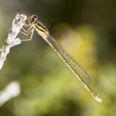 Ischnura aurora at Byron Bay, NSW - 1 Aug 2024