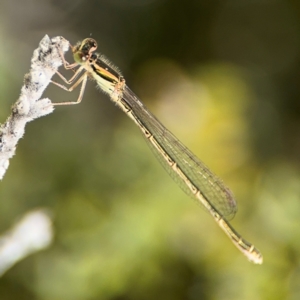 Ischnura aurora at Byron Bay, NSW - 1 Aug 2024