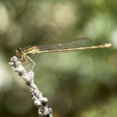 Ischnura aurora at Byron Bay, NSW - 1 Aug 2024