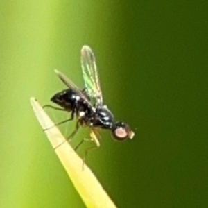 Parapalaeosepsis plebeia at Byron Bay, NSW - 1 Aug 2024 11:24 AM