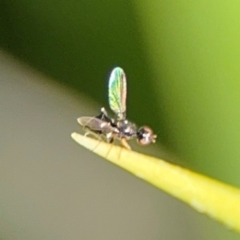 Parapalaeosepsis plebeia at Byron Bay, NSW - 1 Aug 2024 11:24 AM