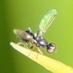 Parapalaeosepsis plebeia at Byron Bay, NSW - 1 Aug 2024 11:24 AM