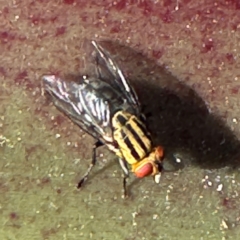 Oxysarcodexia varia (Striped Dung Fly) at Byron Bay, NSW - 1 Aug 2024 by Hejor1