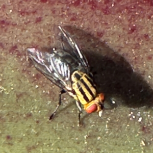 Oxysarcodexia varia at Byron Bay, NSW - 1 Aug 2024 11:22 AM