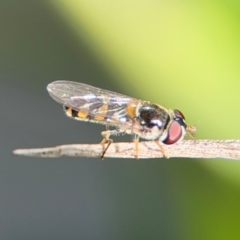 Melangyna viridiceps (Hover fly) at Byron Bay, NSW - 1 Aug 2024 by Hejor1