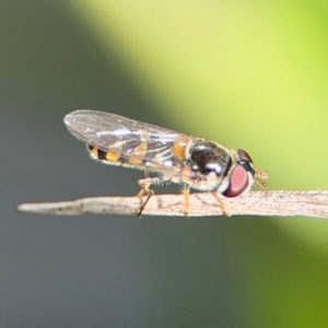 Melangyna viridiceps at Byron Bay, NSW - 1 Aug 2024