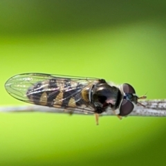 Melangyna viridiceps at Byron Bay, NSW - 1 Aug 2024