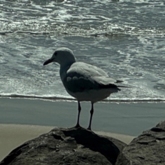 Chroicocephalus novaehollandiae (Silver Gull) at Byron Bay, NSW - 1 Aug 2024 by Hejor1