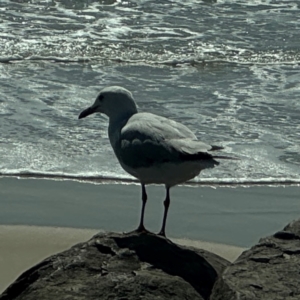 Chroicocephalus novaehollandiae at Byron Bay, NSW - 1 Aug 2024