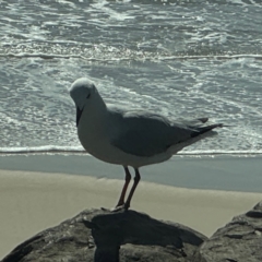 Chroicocephalus novaehollandiae at Byron Bay, NSW - 1 Aug 2024