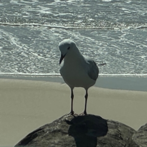 Chroicocephalus novaehollandiae at Byron Bay, NSW - 1 Aug 2024