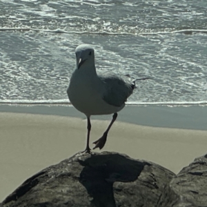 Chroicocephalus novaehollandiae at Byron Bay, NSW - 1 Aug 2024