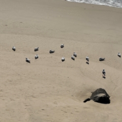 Chroicocephalus novaehollandiae at Byron Bay, NSW - 1 Aug 2024