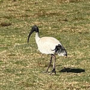 Threskiornis molucca at Byron Bay, NSW - 1 Aug 2024 11:13 AM