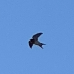 Hirundo neoxena (Welcome Swallow) at Alstonville, NSW - 1 Aug 2024 by Hejor1