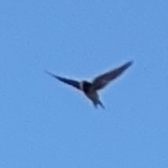 Hirundo neoxena at Alstonville, NSW - 1 Aug 2024