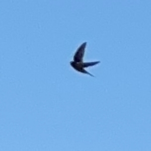 Hirundo neoxena at Alstonville, NSW - 1 Aug 2024 09:38 AM