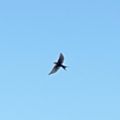 Hirundo neoxena at Alstonville, NSW - 1 Aug 2024 09:38 AM