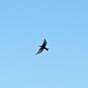 Hirundo neoxena at Alstonville, NSW - 1 Aug 2024 09:38 AM