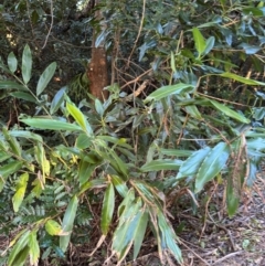 Alpinia caerulea at Alstonville, NSW - 31 Jul 2024 by Hejor1