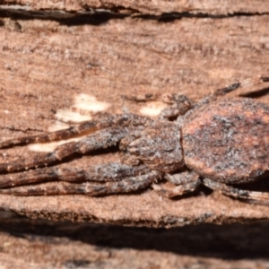 Isala cambridgei at Karabar, NSW - 2 Aug 2024